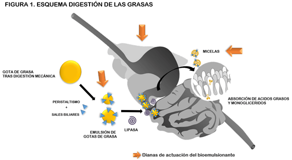 Efectos de la inclusión de un Bioemulsionante en dietas de gallinas ponedoras sobre parámetros cuantitativos y cualitativos del huevo - Image 1