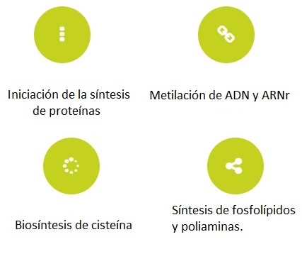 Nutraceútico adyuvante de la Metionina - Image 1