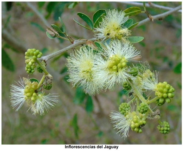 Bondades nutricionales del árbol Jaguay (Pithecellobium dulce), nativo del trópico seco guatemalteco - Image 4