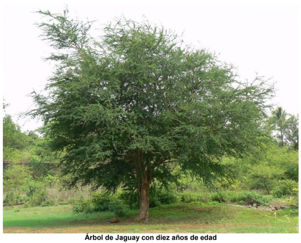 Bondades nutricionales del árbol Jaguay (Pithecellobium dulce), nativo del trópico seco guatemalteco - Image 3