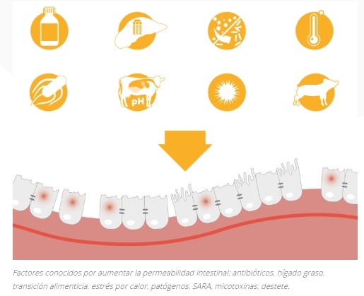 ¡Endotoxinas explicadas! - Image 2