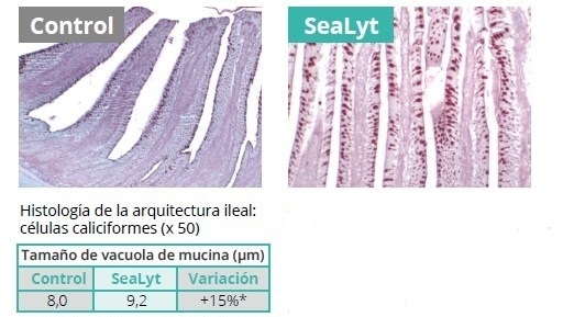 Estrés calórico en aves - Image 2