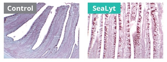 Impacto de SeaLyt en la mortalidad y en la histología intestinal de pollos de engorde - Image 4