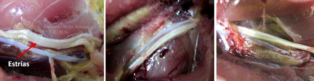 Arriboflavinosis. Presentación de casos. - Image 7