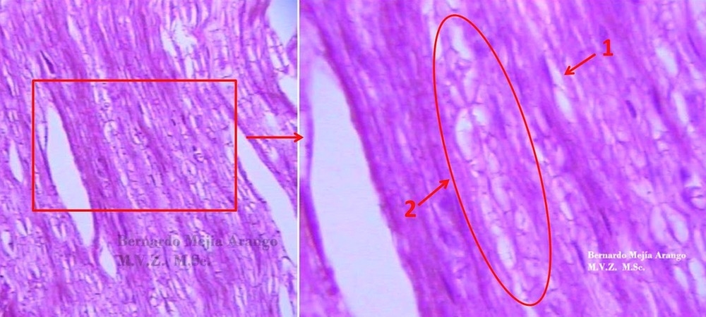 Arriboflavinosis. Presentación de casos. - Image 9