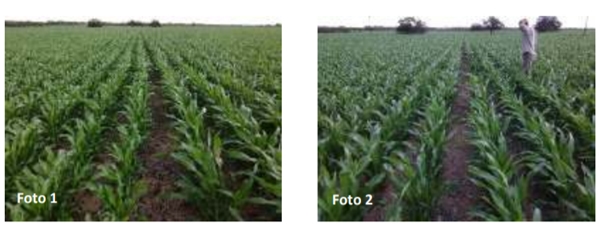 Evaluación de híbridos de Sorgo para su utilización como silajes de planta entera en el noroeste de Córdoba - Image 1