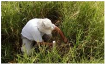 Evolución del rendimiento y del contenido de materia seca de Panicum maximum (Jacq.) cv. gatton durante su ciclo de crecimiento - Image 1