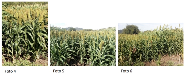 Sorgo para la confección de silajes: Su utilización en los sistemas ganaderos del noroeste de Córdoba - Image 7