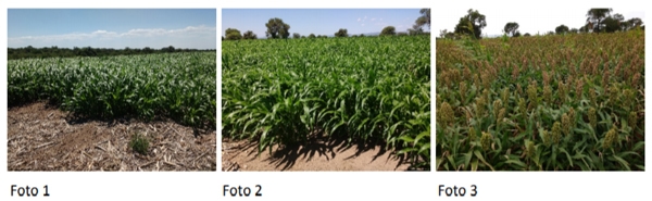 Sorgo para la confección de silajes: Su utilización en los sistemas ganaderos del noroeste de Córdoba - Image 3