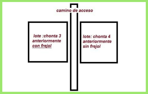 Informe sobre mejoramiento de suelos con la rotación de un cultivo de frejol en pastizales en la hacienda ganadera “La Cañuela” - Image 2