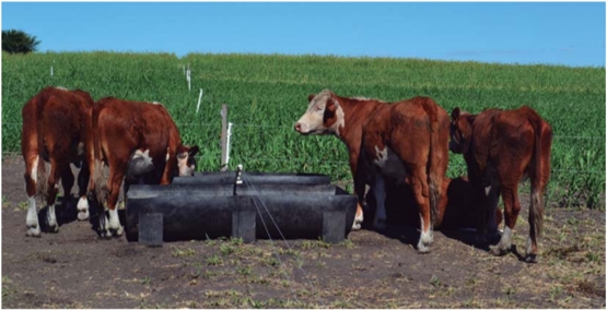 Evaluación de novillos sobre sorgo forrajero con distintas cargas y tipos de suplementación - Sistemas de engorde de novillos sobre verdeos anuales estivales en la región de basalto - Image 20