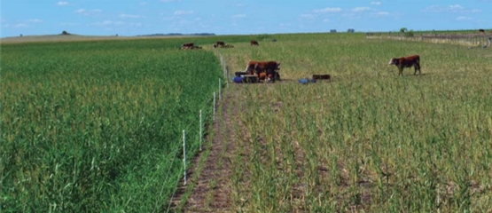 Evaluación de novillos sobre sorgo forrajero con distintas cargas y tipos de suplementación - Sistemas de engorde de novillos sobre verdeos anuales estivales en la región de basalto - Image 4