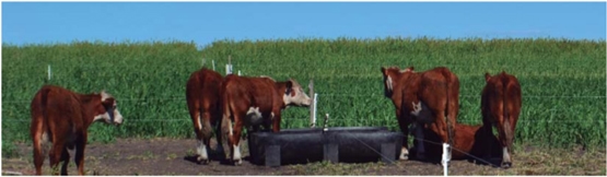 Evaluación de novillos sobre sorgo forrajero con distintas cargas y tipos de suplementación - Sistemas de engorde de novillos sobre verdeos anuales estivales en la región de basalto - Image 11