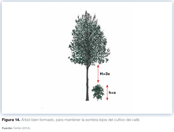 Sistemas agroforestales en Mesoamérica para la restauración de áreas degradadas - Image 15