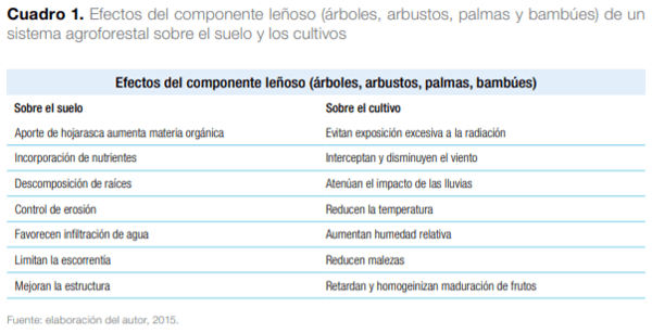 Sistemas agroforestales en Mesoamérica para la restauración de áreas degradadas - Image 2