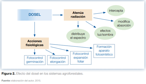 Sistemas agroforestales en Mesoamérica para la restauración de áreas degradadas - Image 3