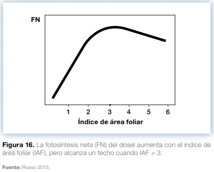 Sistemas agroforestales en Mesoamérica para la restauración de áreas degradadas - Image 17