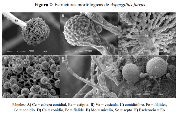 Caracterización de Aspergillus Flavus y cuantificación de aflatoxinas en pienso y leche cruda de vacas en Aguascalientes, México - Image 3