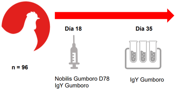 El papel de los ß-(1,3)-glucanos procedentes del alga Euglena gracilis en la vacunación frente a la enfermedad de Gumboro (IBD) en pollos - Image 2