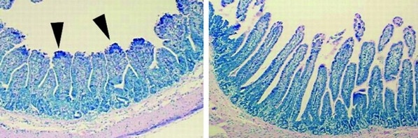 Efectos antibacterianos del óxido de zinc en lechones destetados - Image 3