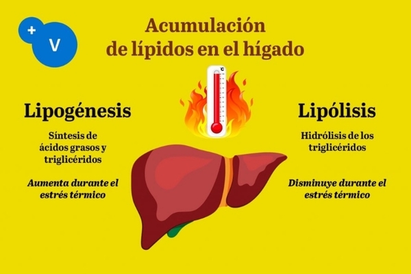 Estrés térmico y síndrome del hígado graso hemorrágico en avicultura - Image 6