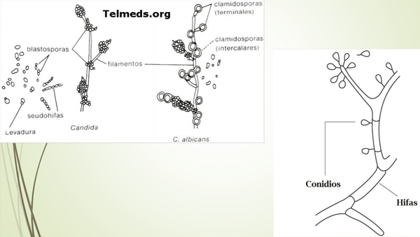 Género Candida. - Image 4