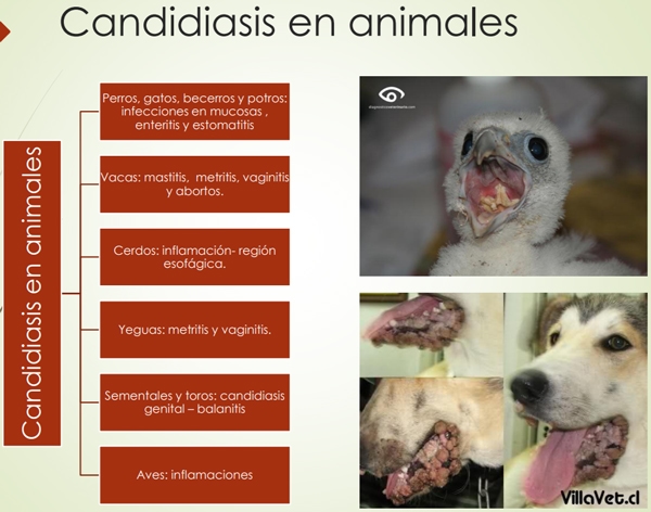 Género Candida. - Image 9