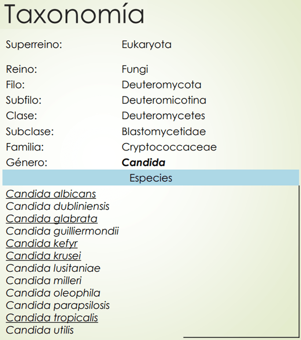 Género Candida. - Image 2