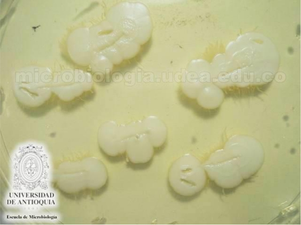 Género Candida. - Image 1