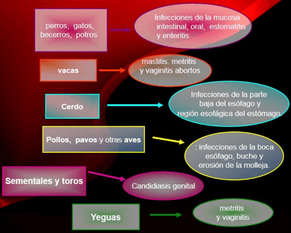 Género Candida. - Image 11