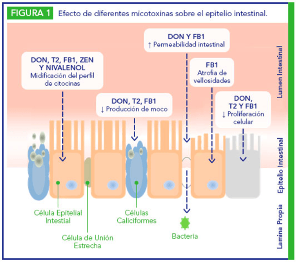 Efecto de las micotoxinas sobre la salud intestinal - Image 1