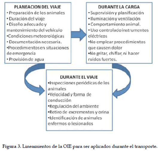 El transporte terrestre de bovinos y sus implicaciones en el bienestar animal: Revisión - Image 4