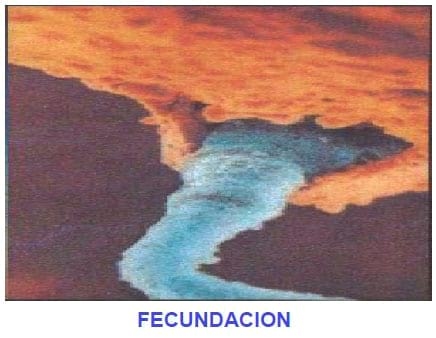 Visión fisiológica de la Reproducción Bovina - Image 11