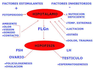 Visión fisiológica de la Reproducción Bovina - Image 1