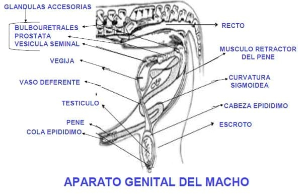 Visión fisiológica de la Reproducción Bovina - Image 9