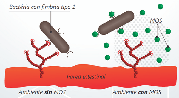 Mecanismos de acción de los ácidos orgánicos - Image 7