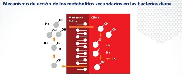 Mecanismos de acción de los ácidos orgánicos - Image 4