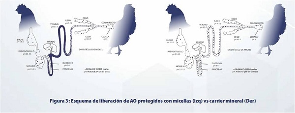 Mecanismos de acción de los ácidos orgánicos - Image 6