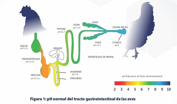 Mecanismos de acción de los ácidos orgánicos - Image 2