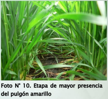 Principales pulgones en cereales de invierno. Estrategias de control - Image 10