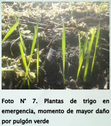 Principales pulgones en cereales de invierno. Estrategias de control - Image 7