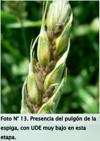 Principales pulgones en cereales de invierno. Estrategias de control - Image 13