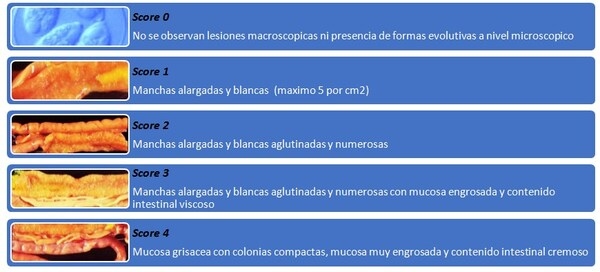 La importancia del monitoreo de la coccidiosis - Image 2