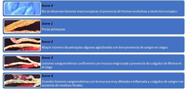 La importancia del monitoreo de la coccidiosis - Image 4