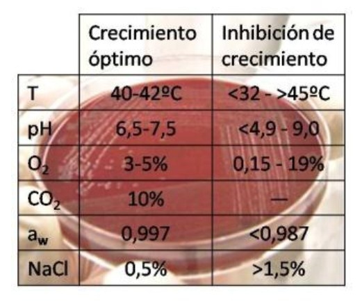 Campilobacteriosis - Image 3