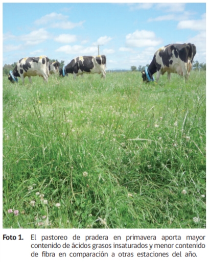 Producción de Grasa Láctea en Sistemas Lecheros Pastoriles - Image 2