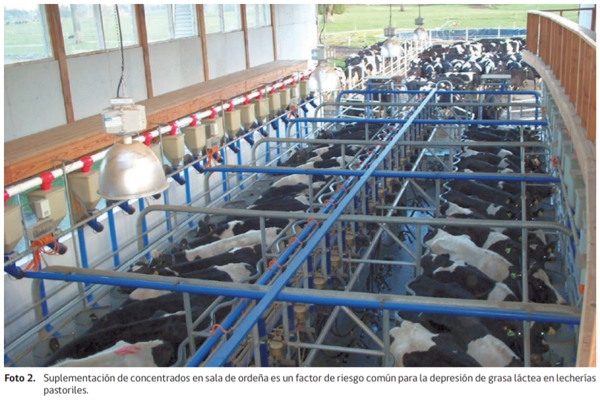 Producción de Grasa Láctea en Sistemas Lecheros Pastoriles - Image 6