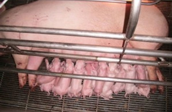 Plan de inversión porcino - Image 1