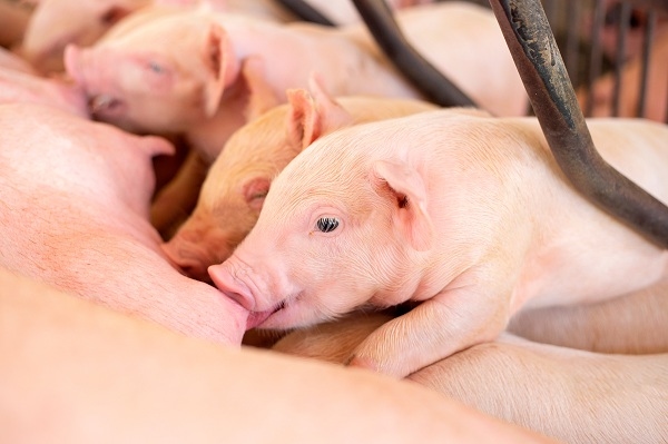 Factores que influyen en la producción de calostro y leche en cerdas - Image 2