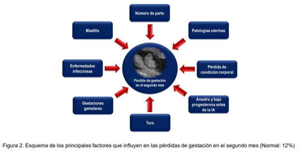 Factores que influyen en las pérdidas de gestación en el segundo mes en explotaciones de vacas de leche - Image 3